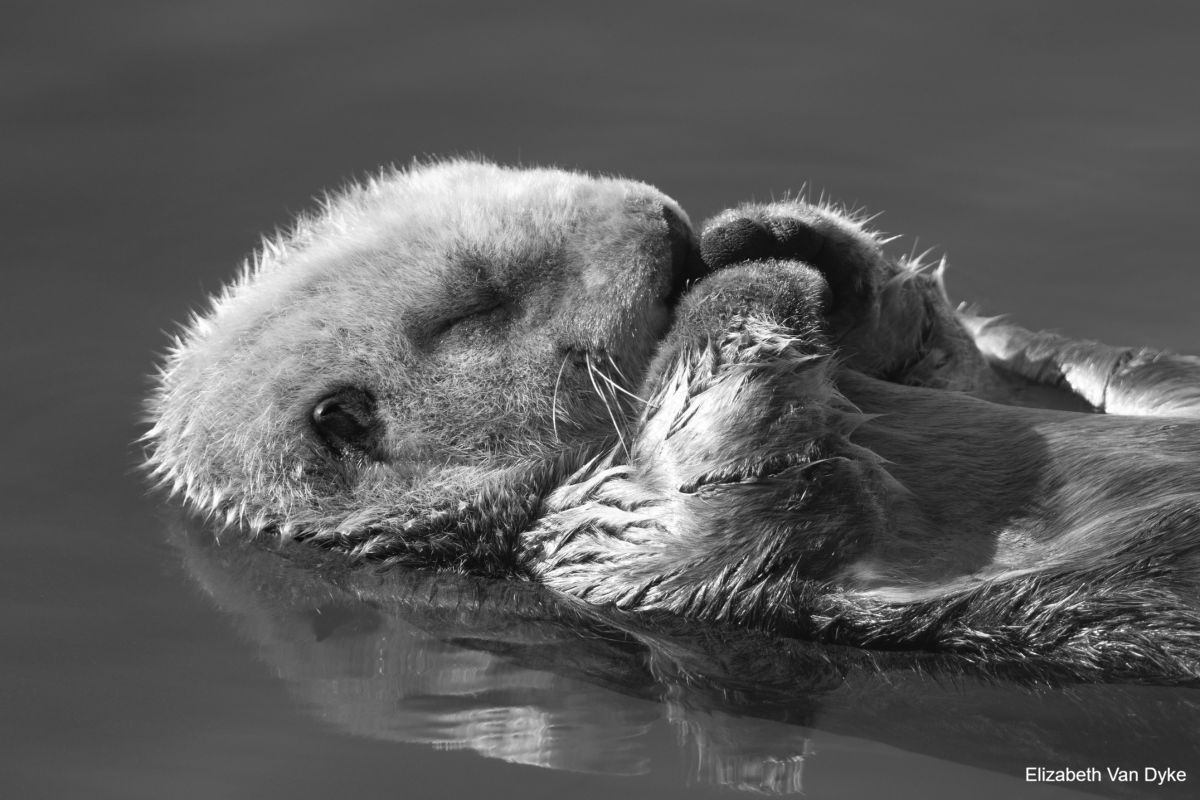A black and white close-up of a sea ottter pup sleeping while floating on the water.